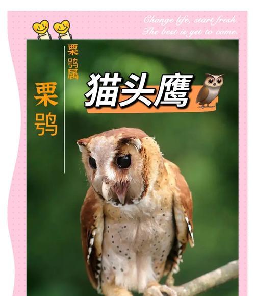 火焰猫头鹰捕捉技巧有哪些？