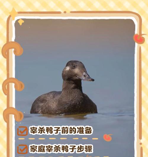 我的世界鸭子喂食技巧有哪些？如何保持鸭子健康？